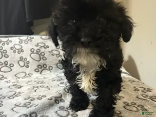 Yorkiepoo dogs for sale: Yorkiepoo Puppy 1 - Ad 1