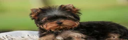 Yorkshire Terrier dogs for sale: Damon Yorkshire Terrier  - Ad 4
