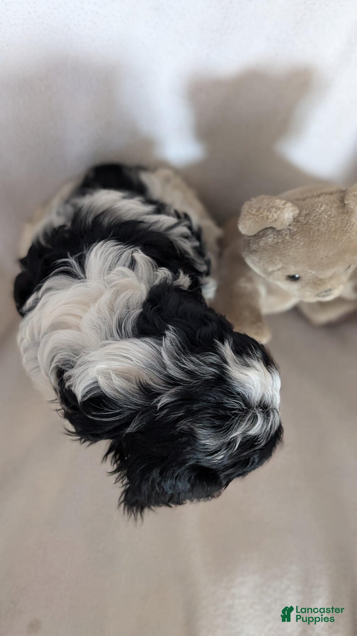 Cavapoo dogs Missy - Ad 2