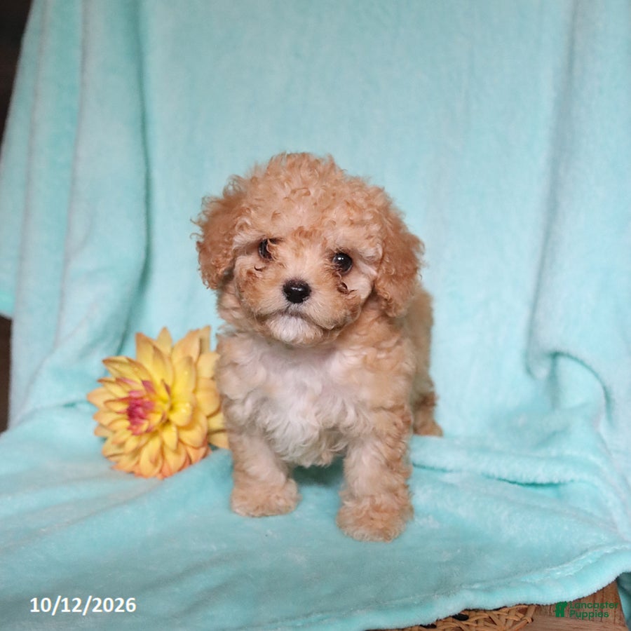 Mixed Breed dogs for sale: Pumpkin - Ad 2
