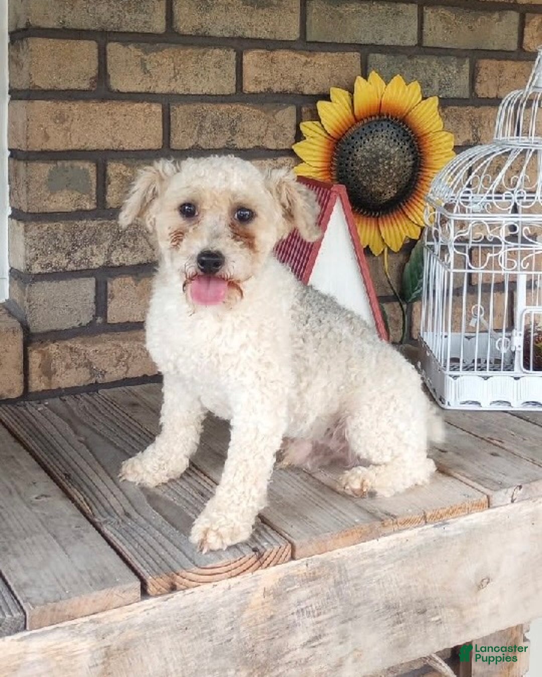 Cavapoo dogs for sale: Ollie - Ad 7