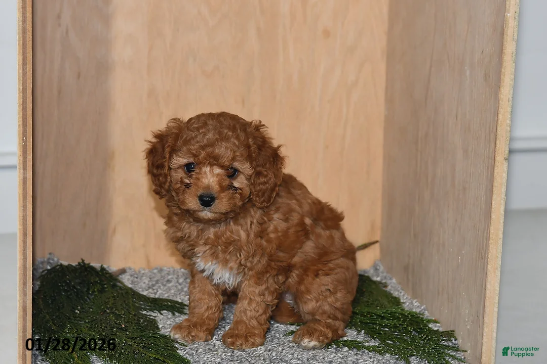 Mini Goldendoodle dogs for sale: Jenny - Ad 5