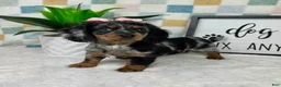 Miniature Dachshund dogs for sale: Delilah  - Ad 4