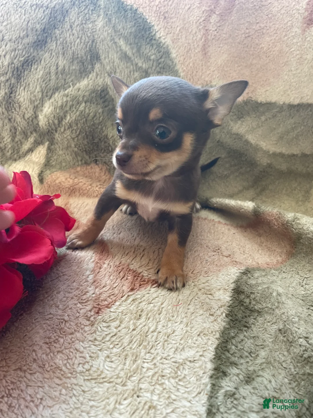 Chihuahua dogs for sale: Pinto - Ad 3