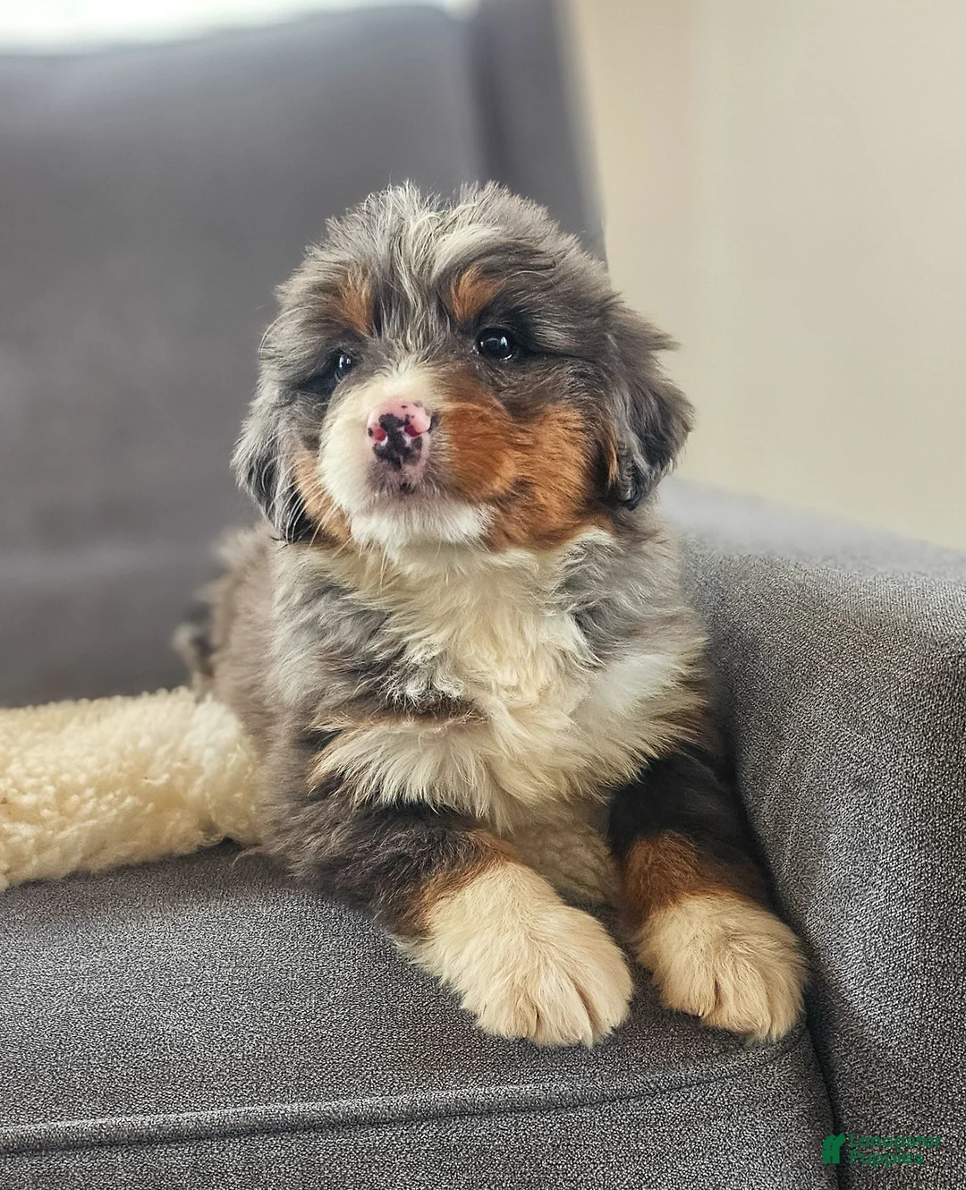 Bernedoodle dogs for sale: Luna - Ad 5
