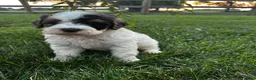Bernedoodle dogs for sale: Froggy - Ad 3
