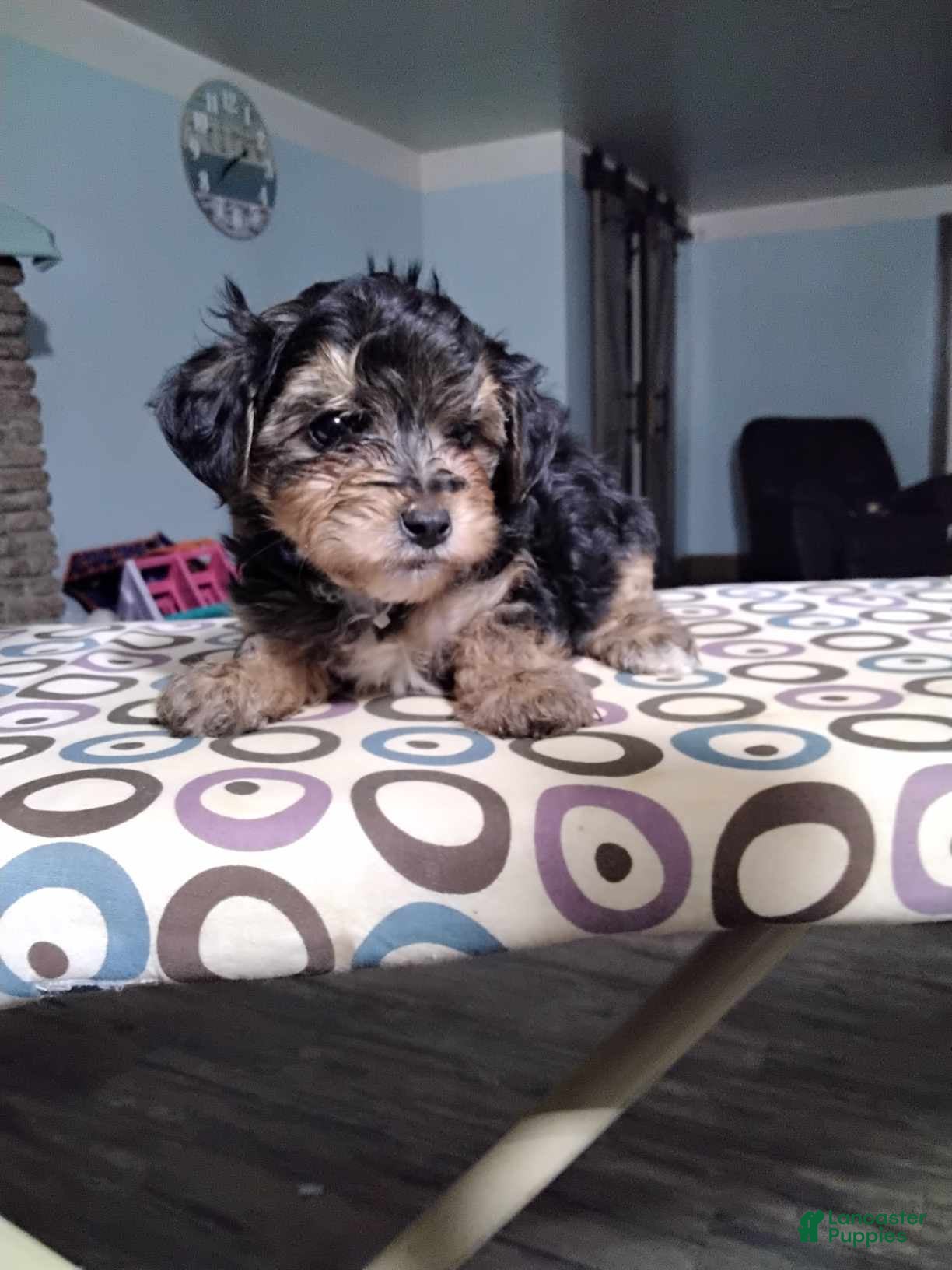 Yorkiepoo dogs Levi - Ad 4