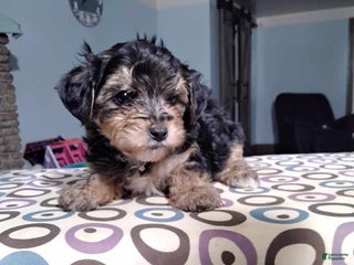 Yorkiepoo dogs Levi - Ad 30