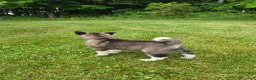 Akita dogs for sale: Akita  - Ad 8