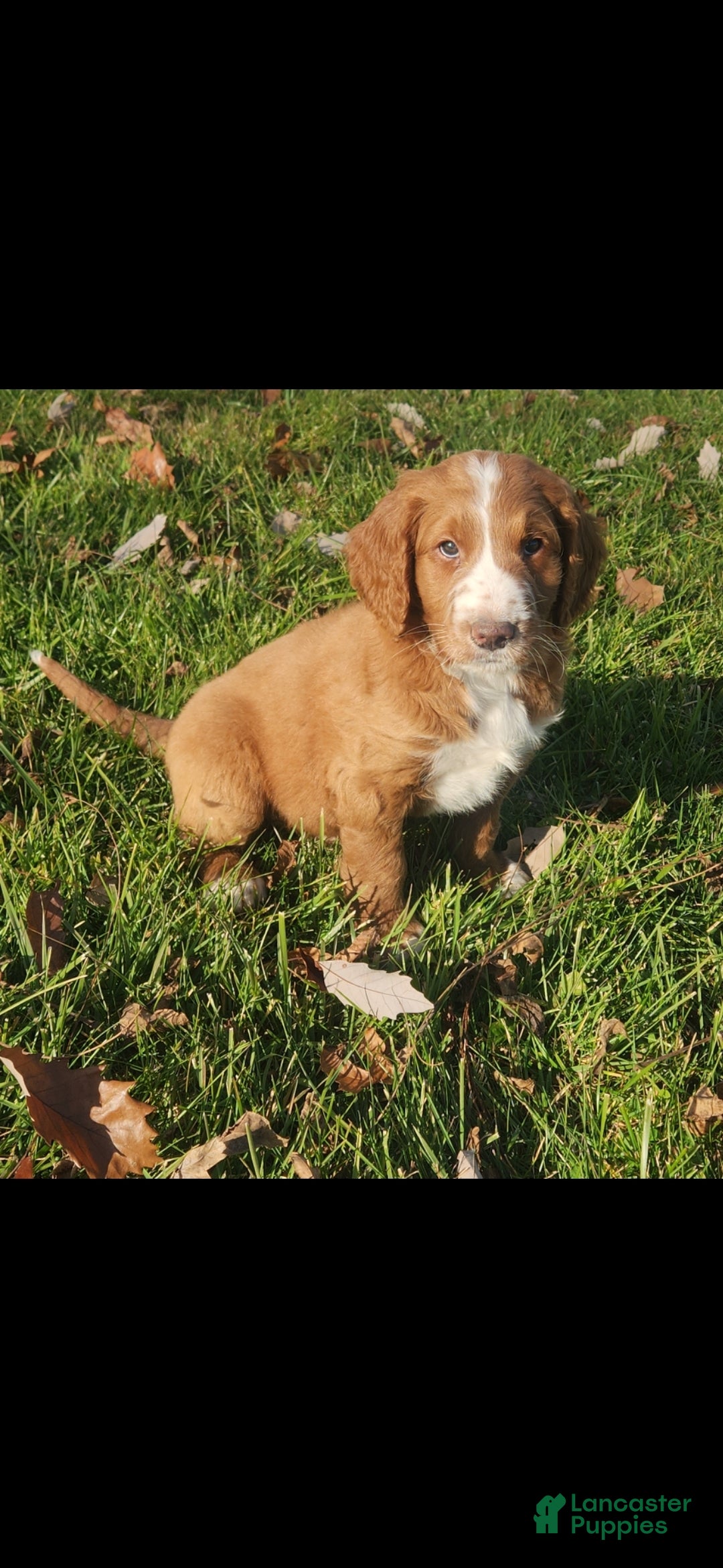 Mixed Breed dogs for sale: Bandit - Ad 1