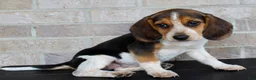 Beagle dogs for sale: Biscuit - Ad 4