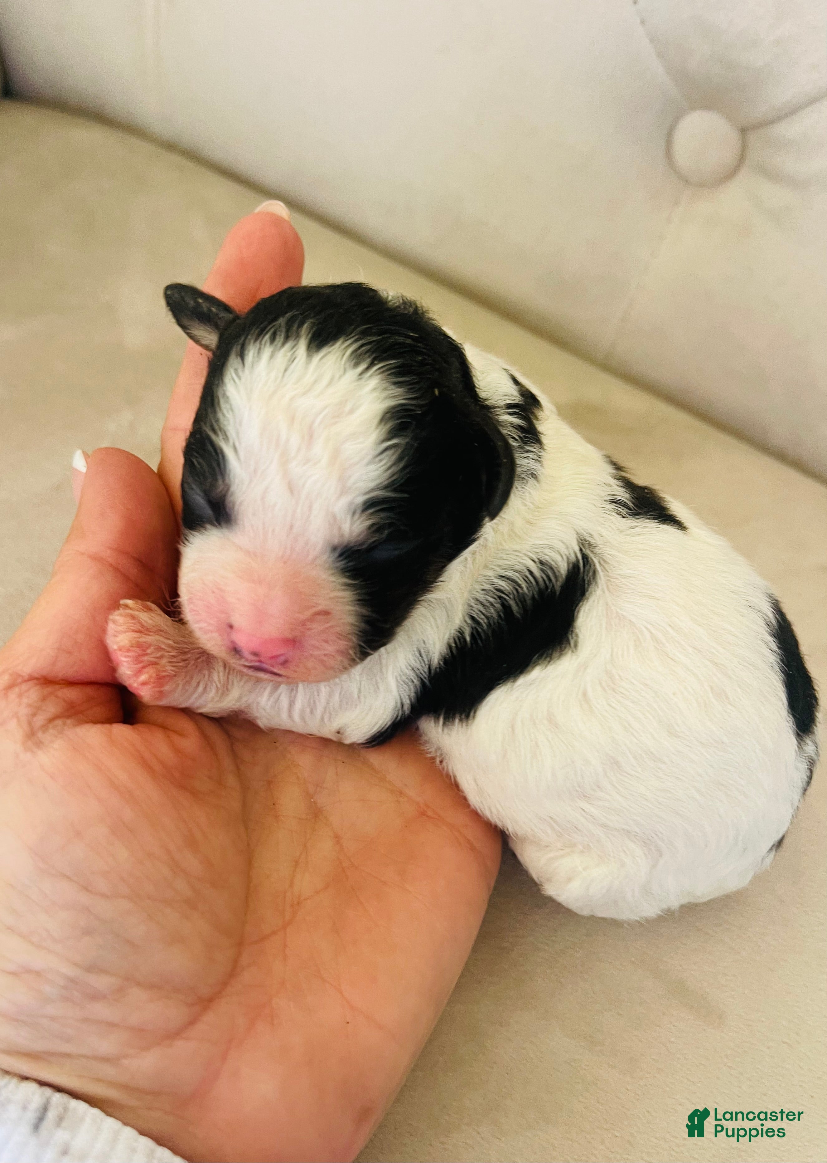 Bernedoodle dogs Apollo ❤️ micro mini Bernedoodle  - Ad 11