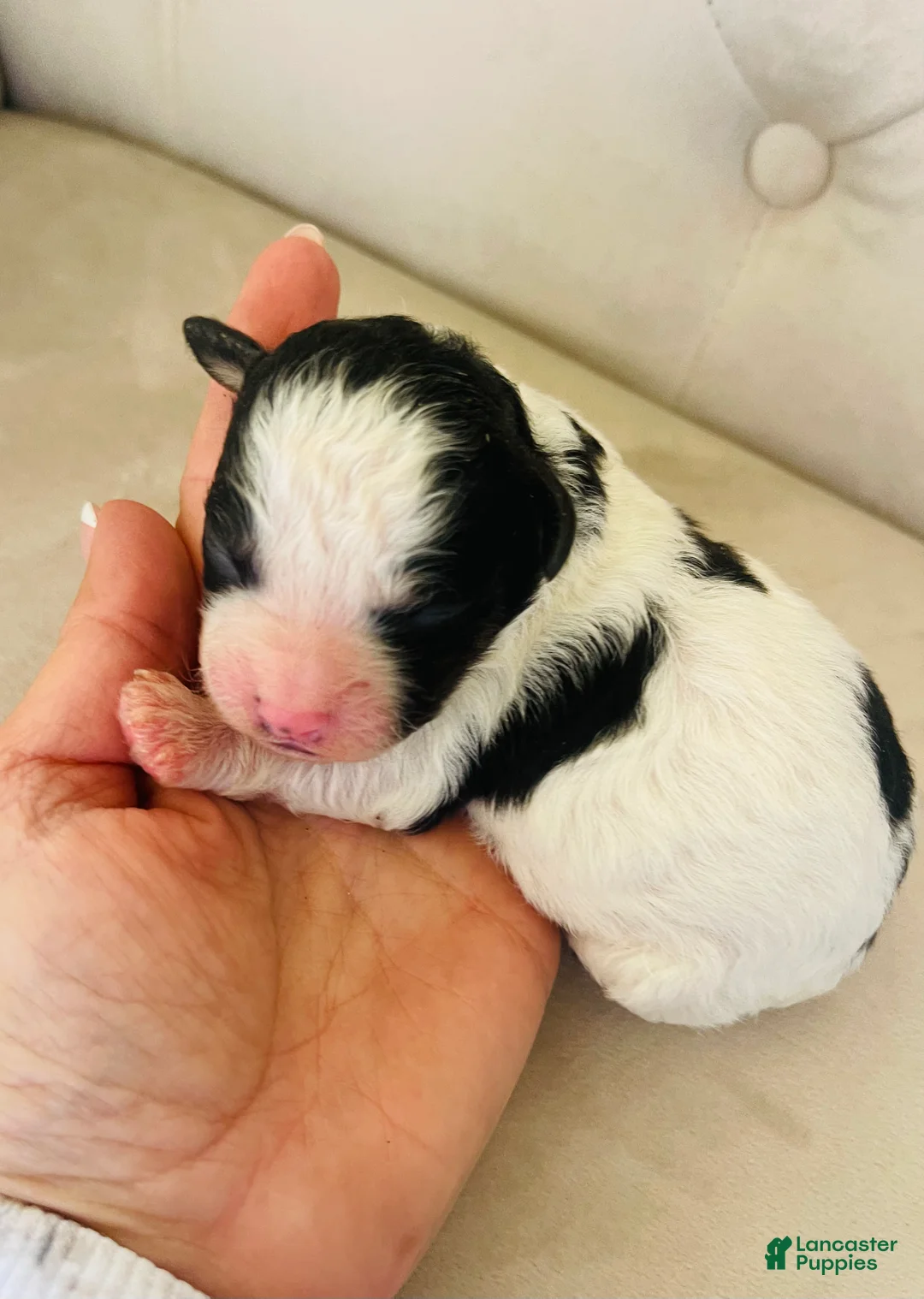 Bernedoodle dogs for sale: Apollo ❤️ micro mini Bernedoodle  - Ad 1