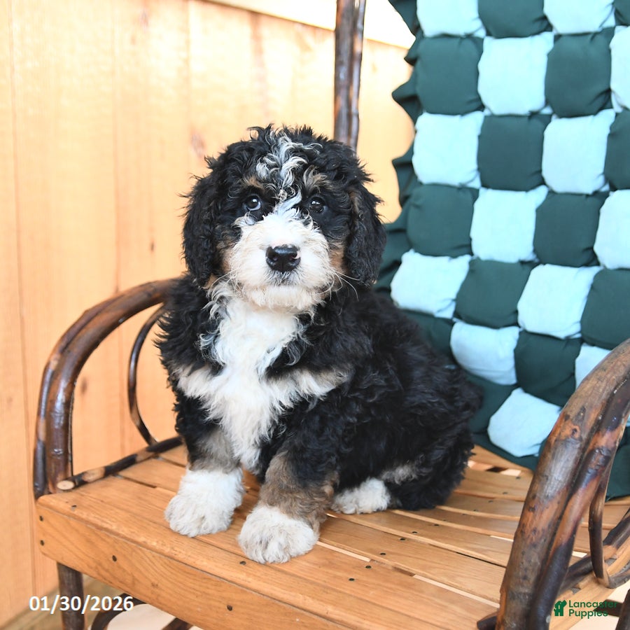 Mini Bernedoodle dogs Waldo - Ad 11