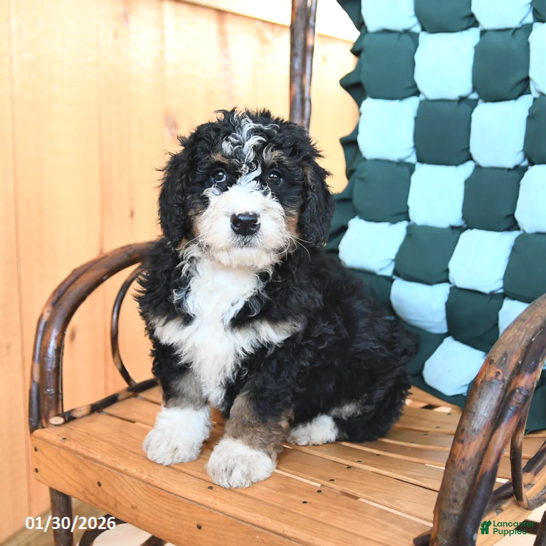 Mini Bernedoodle dogs for sale: Waldo - Ad 1