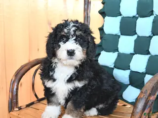 Mini Bernedoodle dogs Waldo - Ad 11