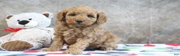 Mini Goldendoodle dogs for sale: Zachary - Ad 2