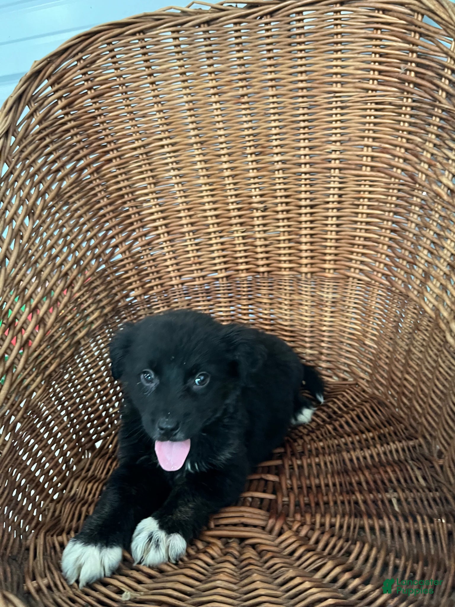 Golden Shepherd dogs Rosie - Ad 1