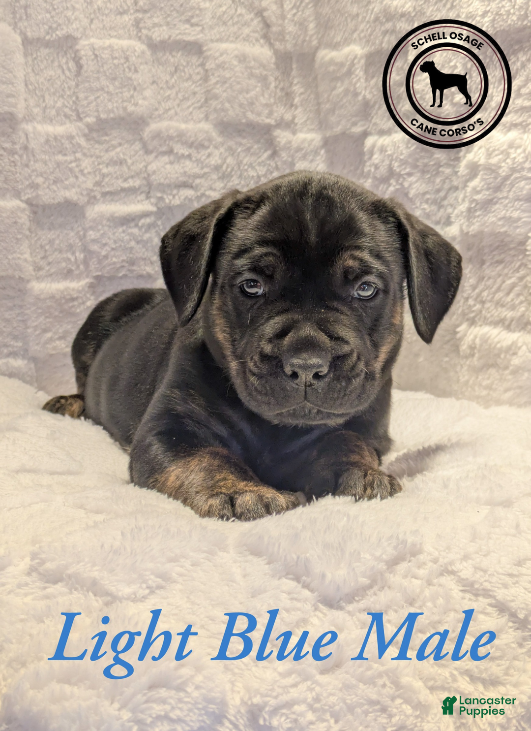 Cane Corso dogs for sale: Light Blue  - Ad 2