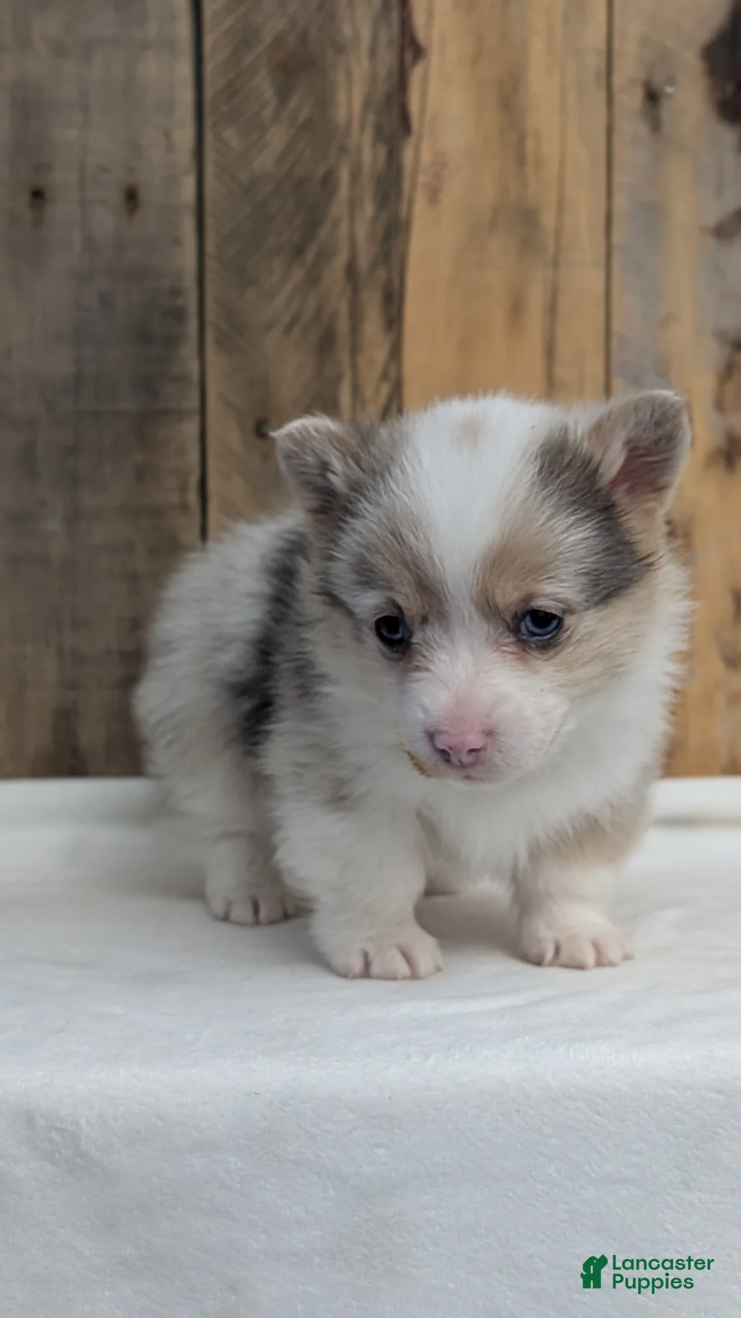 Welsh Corgi Pembroke dogs for sale: Falcon - Ad 5