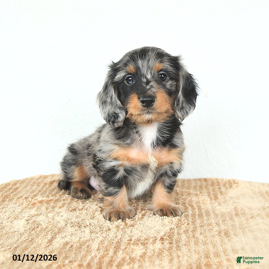 Miniature Dachshund dogs Dexter - Ad 5