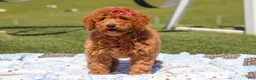 Miniature Labradoodle dogs for sale: Tessa - Ad 1