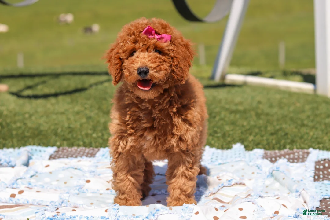 Miniature Labradoodle dogs for sale: Tessa - Ad 1