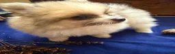 Pomeranian dogs for sale: Pomeranian 1 Kip - Ad 5