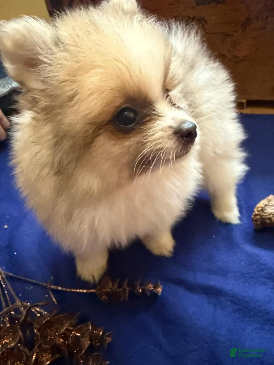 Pomeranian dogs for sale: Pomeranian 1 Kip - Ad 5