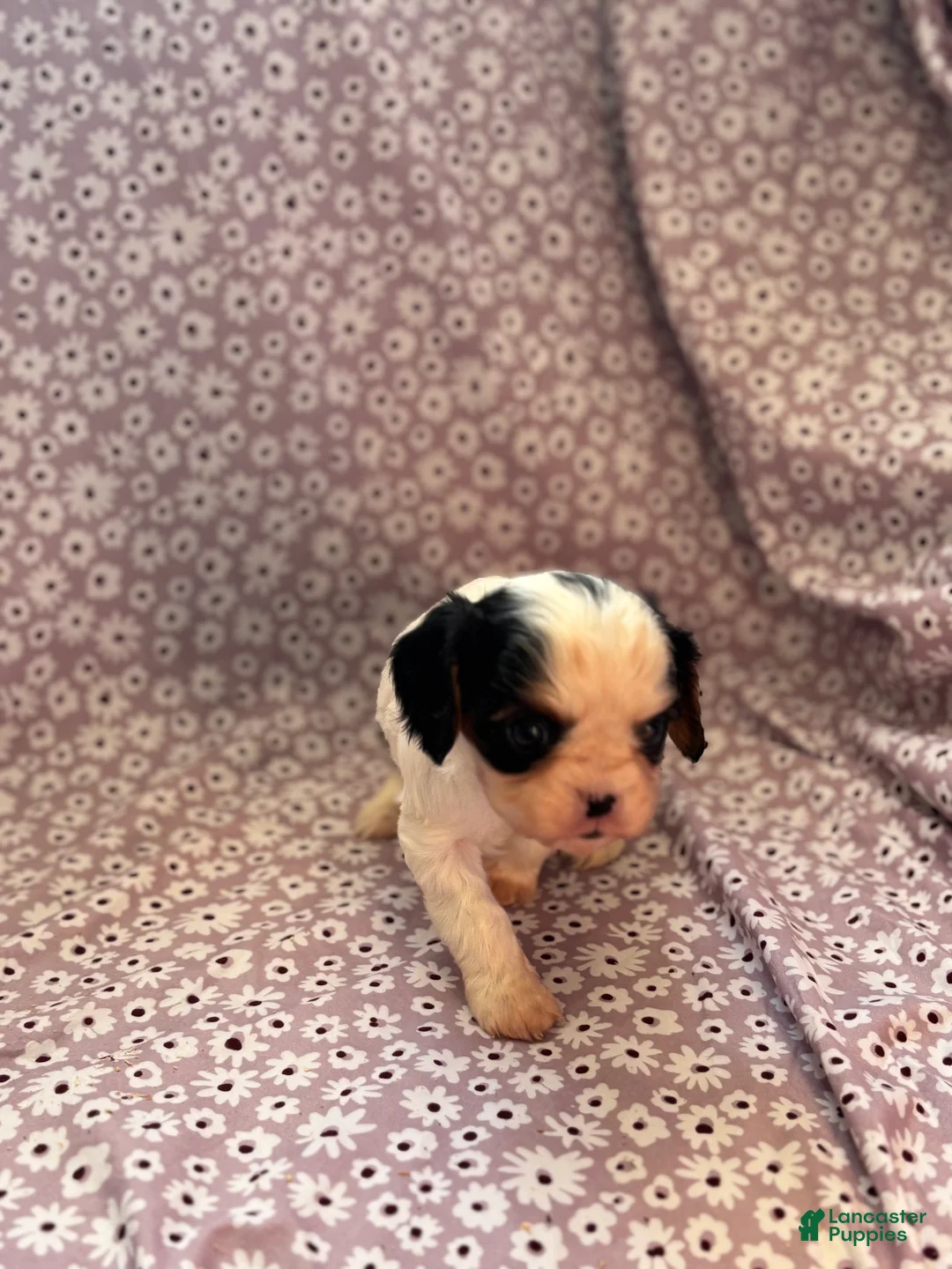 Cavalier King Charles Spaniel dogs for sale: Batman Cavalier King Charles Spaniel Puppy 2 - Ad 2