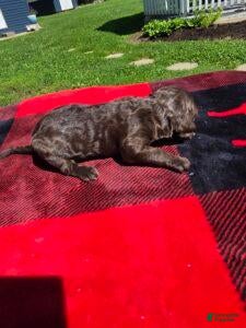 Standard Poodle dogs Dante - Ad 2