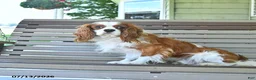Cavalier King Charles Spaniel dogs for sale: Patrick - Ad 3