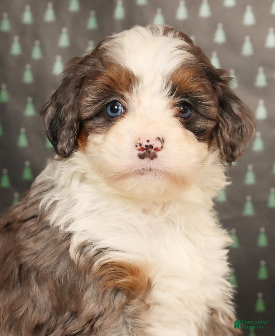 Mini Bernedoodle dogs for sale: Ginger - Ad 9