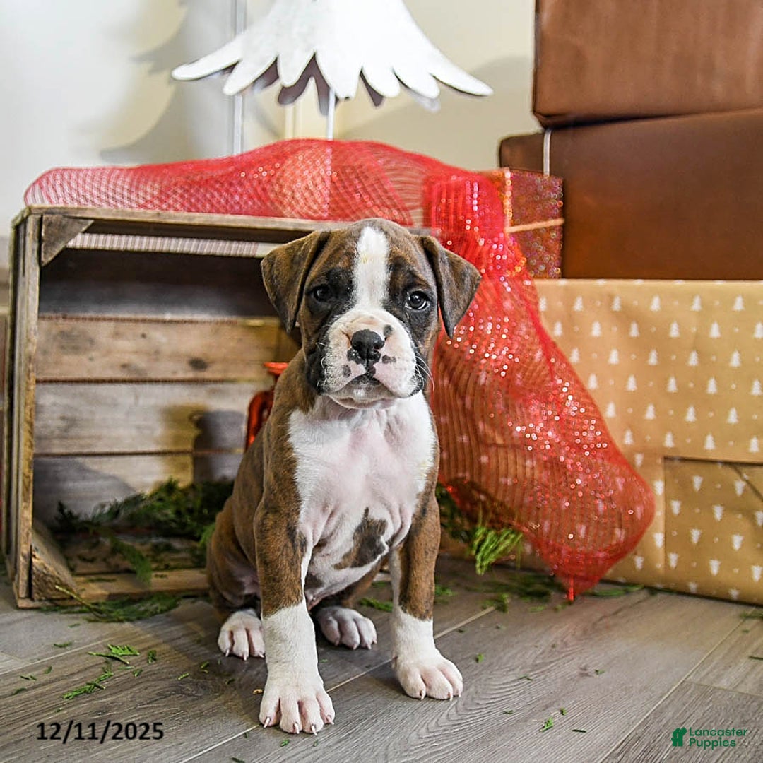 Boxer dogs for sale: Peanut  - Ad 3