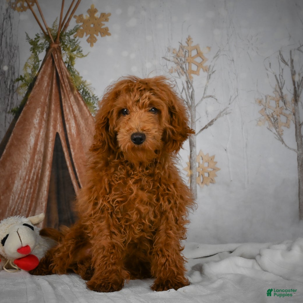 Mini Goldendoodle dogs Sammie - Ad 27