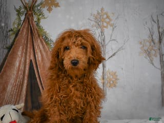 Mini Goldendoodle dogs Sammie - Ad 30