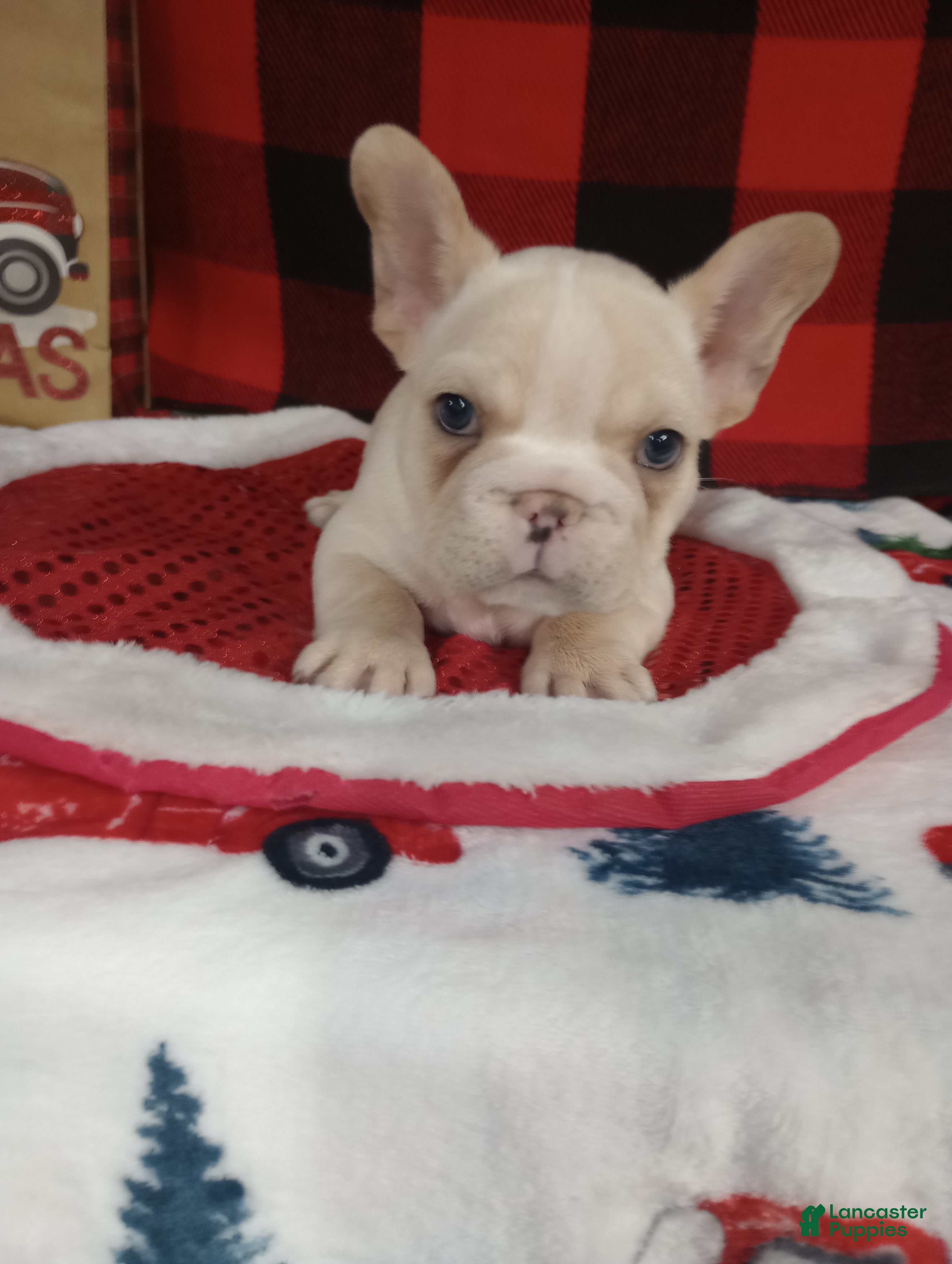 French Bulldog dogs Justin  - Ad 31