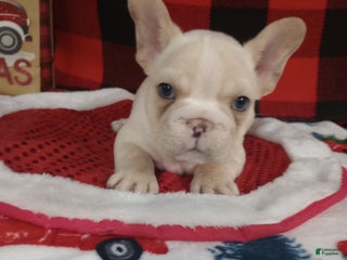 French Bulldog dogs Justin - Ad 31