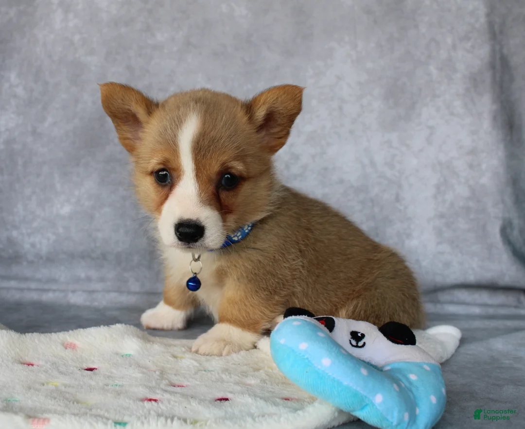 Welsh Corgi Pembroke dogs for sale: Lily - Ad 4