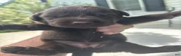 Labrador Retriever dogs for sale: Kit Kat - Ad 1