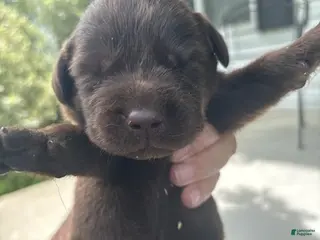 Labrador Retriever dogs Kit Kat - Ad 17