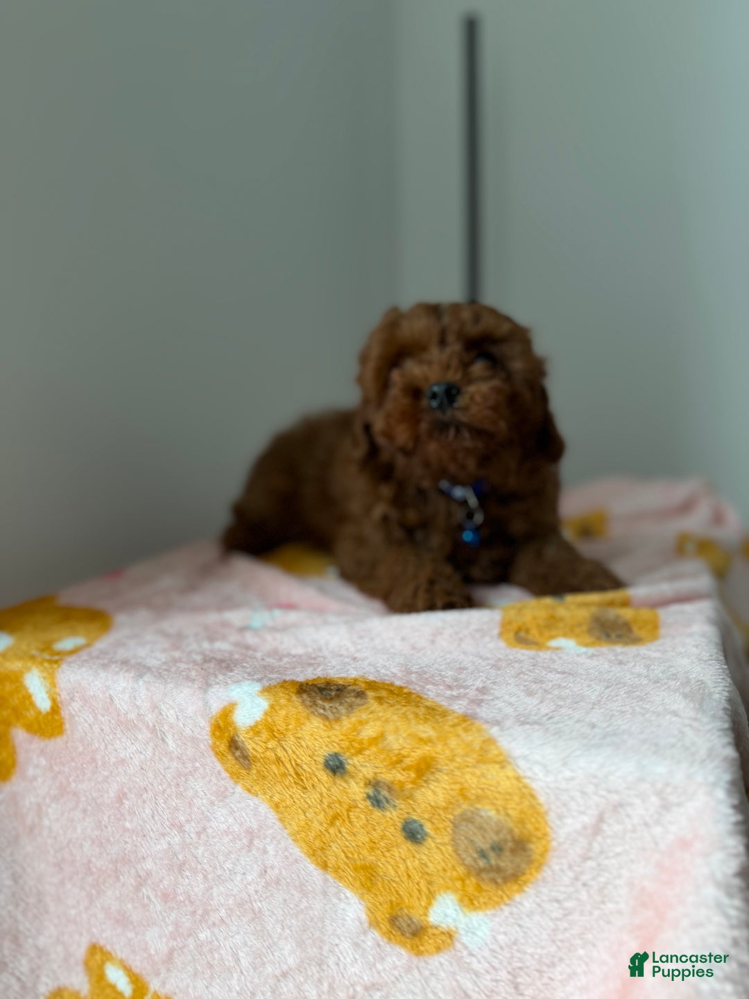 Toy Poodle dogs for sale: Max - Ad 3