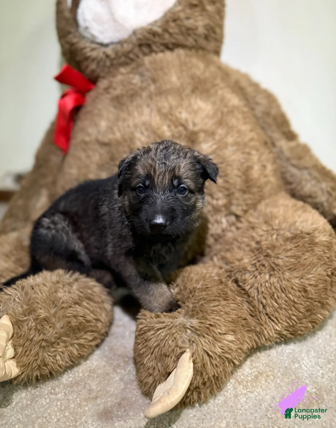 German Shepherd dogs for sale: Pink collar girl - Ad 1