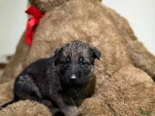 German Shepherd dogs Pink collar girl - Ad 19