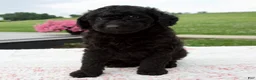 Aussiedoodle dogs for sale: Ace - Ad 4