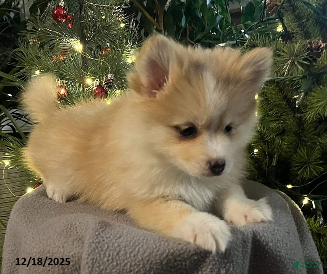 Pomsky dogs for sale: Holly - Ad 10