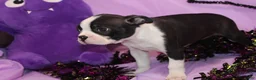 Boston Terrier dogs for sale: Zellah Our Curious Little Girl with a Big Personality - Ad 4