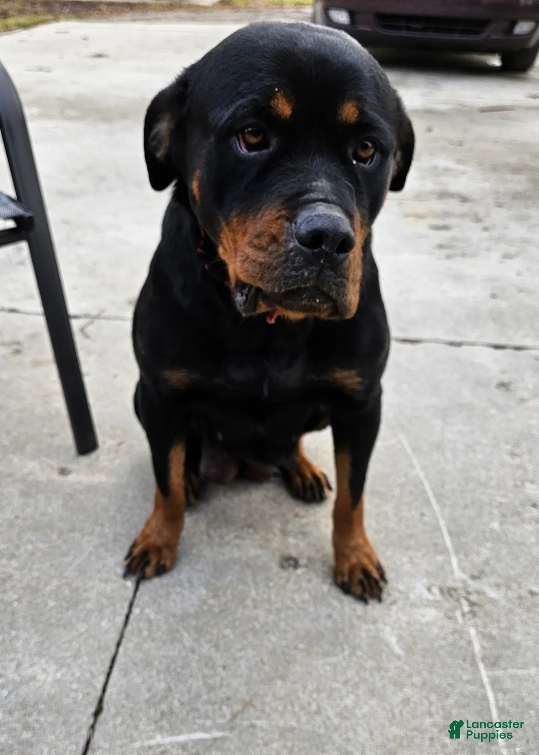Rottweiler dogs for sale: London - Ad 20