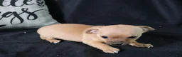Chihuahua dogs for sale: Eddie - Ad 3