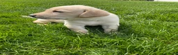 Labrador Retriever dogs for sale: Brody - Ad 4